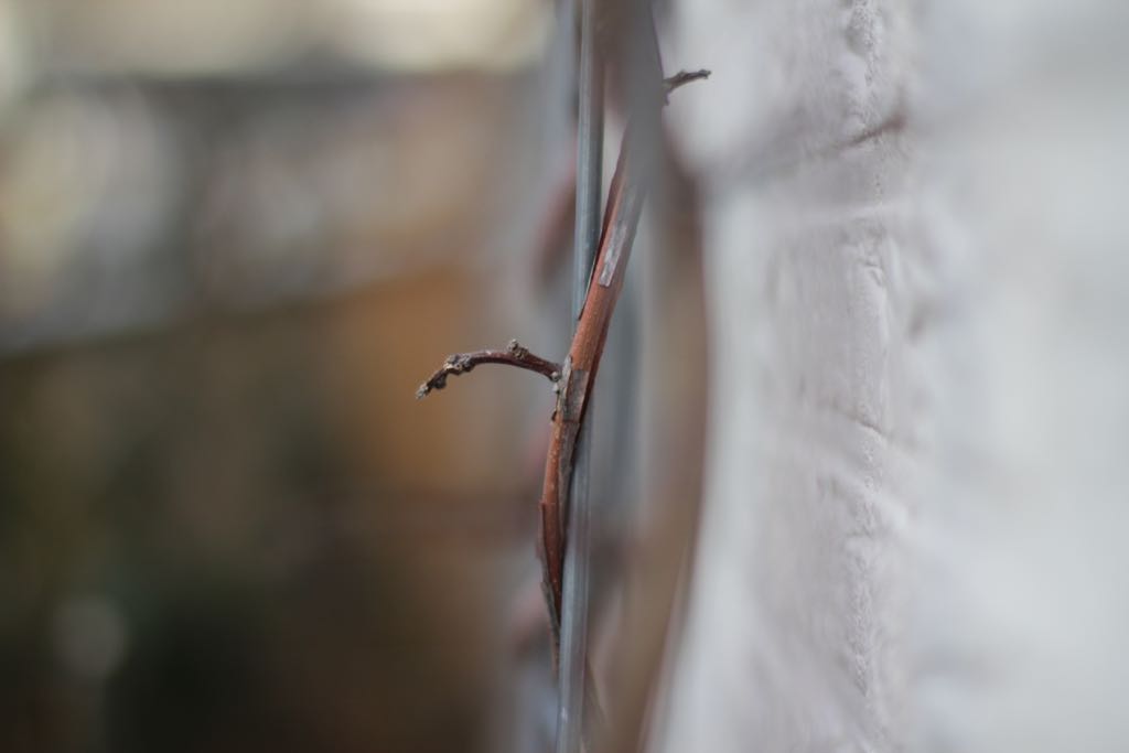 EOS60D IMG_20110121_1181