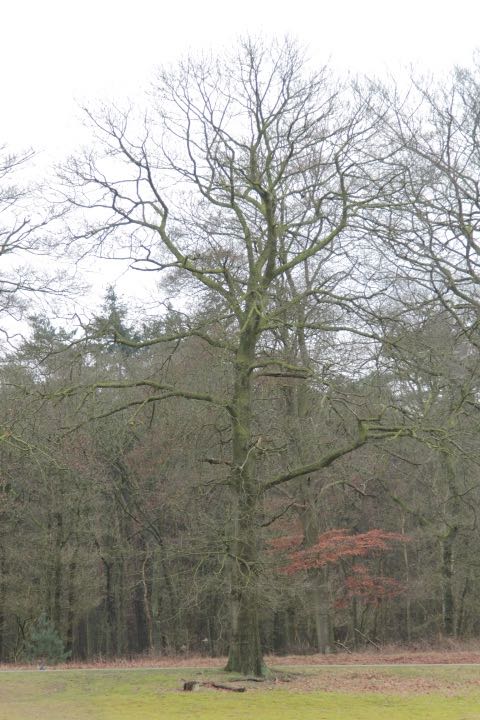 EOS60D IMG_20110213_1545