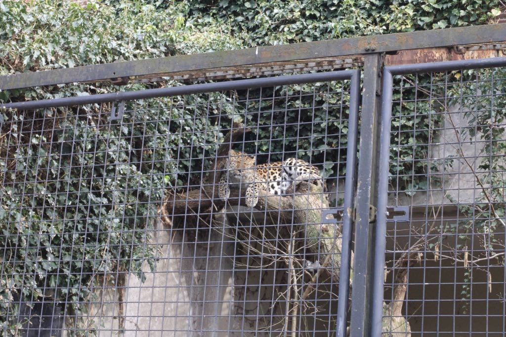 EOS60D IMG_20110320_2099