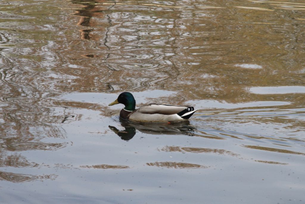 EOS60D IMG_20110416_2473