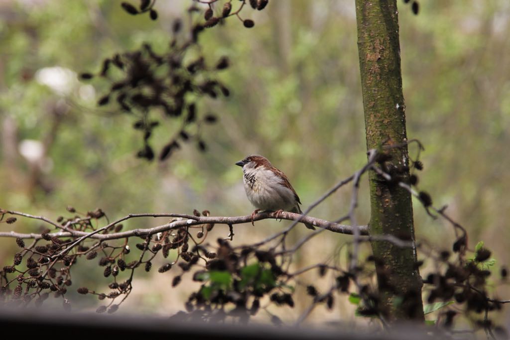 EOS60D IMG_20110416_2488