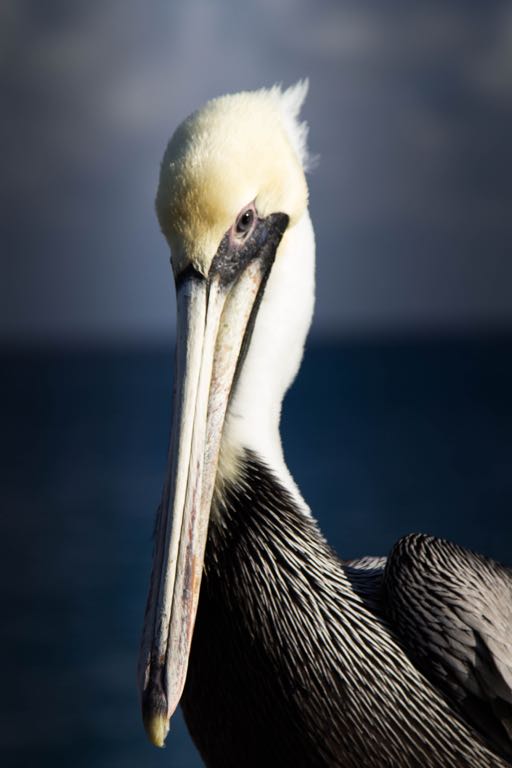 Deerfield Pelican