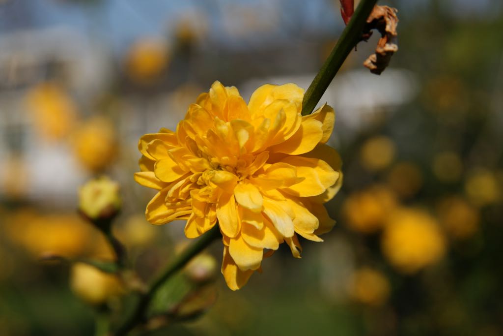 EOS IMG_0551