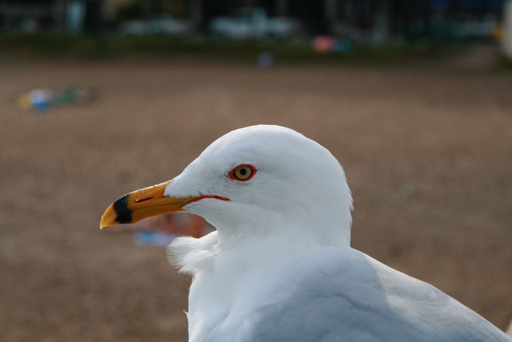 EOS IMG_0517