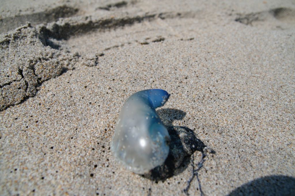 EOS IMG_0695