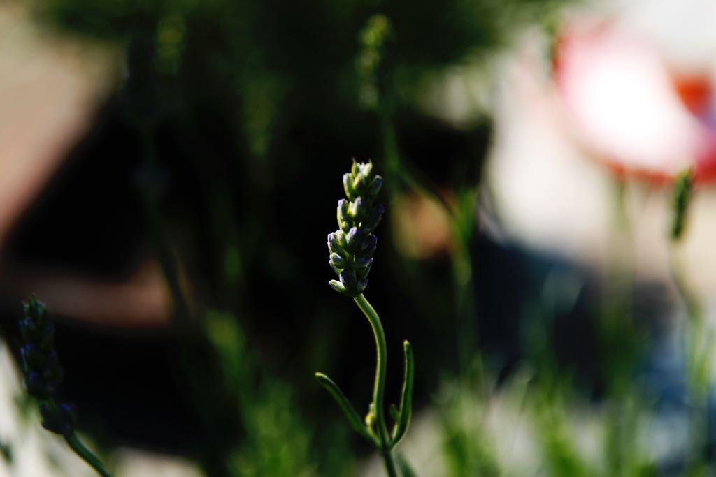 EOS IMG_1408