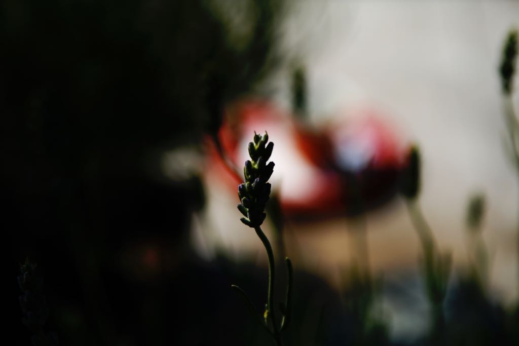 EOS IMG_1412