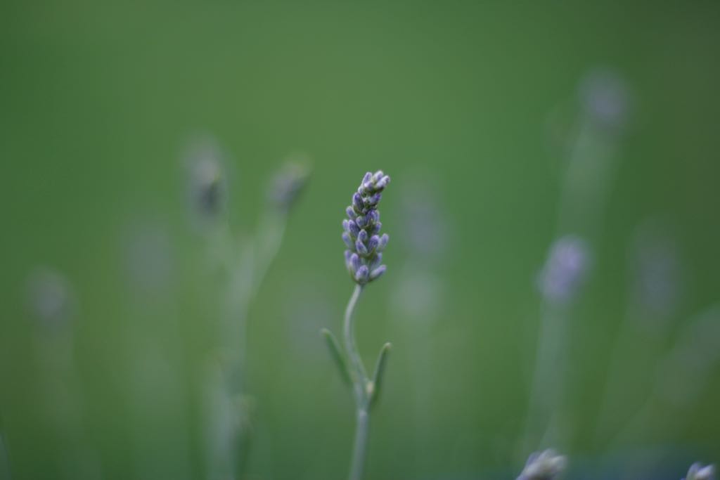 EOS IMG_1572