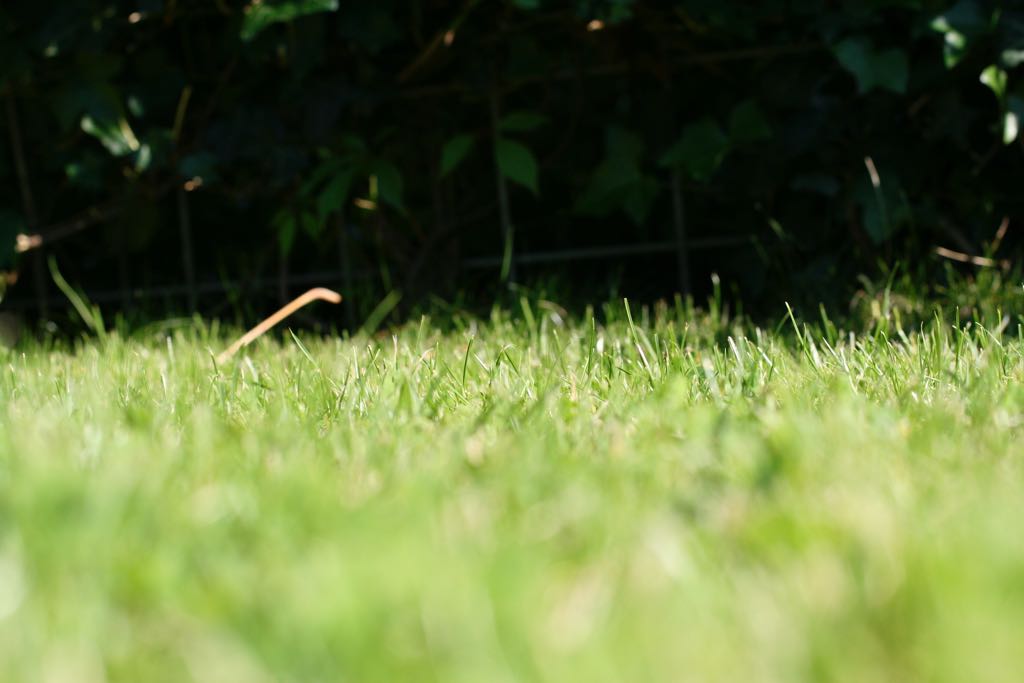 EOS IMG_20090623_0560